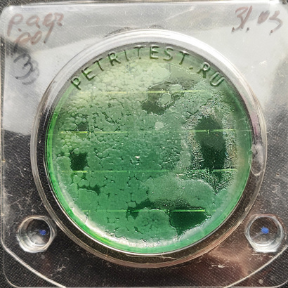 Экспресс-тест на синегнойную палочку (петритест)