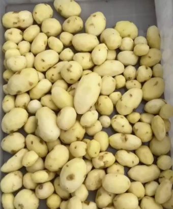 Картофелечистка Vega KPel Potato H500