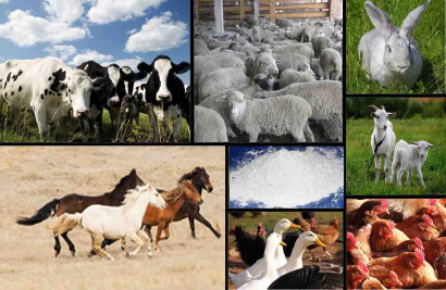 Кальций ракушечник-молотый для с/х животных и подкормки птиц,  отвечающих требованиям ГОСТ 26826-86