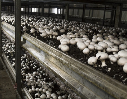 Покровная почва для шампиньонов