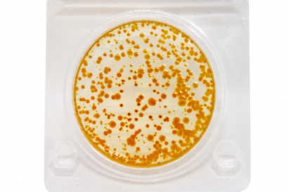 Экспресс-тест на E.coli и колиформные бактерии Аналог 3M Petrifilm (CC), 3M Petrifilm (EC), 3M Petrifilm (RCC) - Петрифильмы для колиформных бактерий (экспресс-метод) 3M Petrifilm Aqua (AQCC)