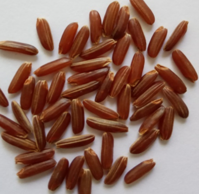 Чернозёрные и Краснозёрные сорта риса