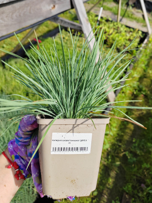 Многолетние растения в контейнере Р9 Опт Весна - 2025