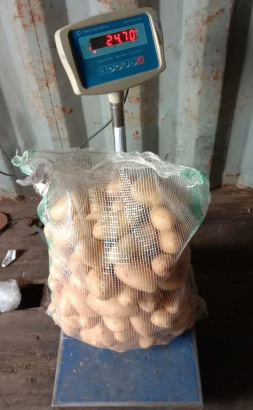 Картофель оптом нового урожая – сорт Мелодия, мытый