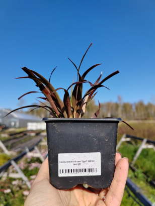 Многолетние растения в контейнере Р9 Опт Весна - 2025