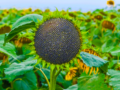Семена подсолнечника гибриды Светлана ОР, Светоч ОР, Махаон КЛП