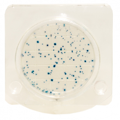 Экспресс-тест на определение БГКП колиформные бактерии в т.ч.Escherichia coli  (петритест)
