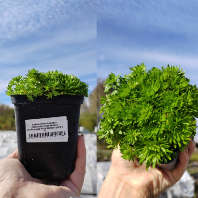 Многолетние растения в контейнере Р9 Опт Весна - 2025