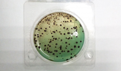 Экспресс-тест на определение Сальмонеллы (петритест), аналог 3М, 3М Petrifilm SALX