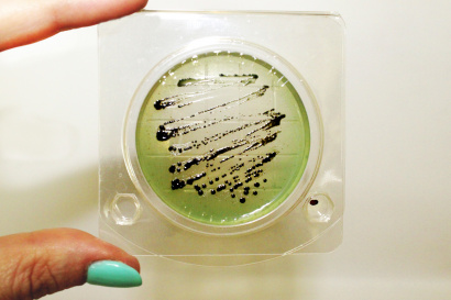 Экспресс-тест на определение Сальмонеллы (петритест), аналог 3М, 3М Petrifilm SALX