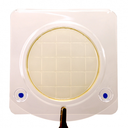 Экспресс-тест на синегнойную палочку (петритест)