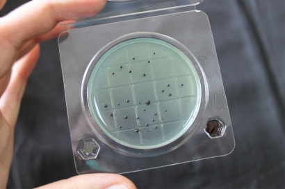 Экспресс-тест на определение Сальмонеллы (петритест), аналог 3М, 3М Petrifilm SALX