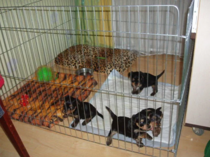 Вольеры для домашних животных