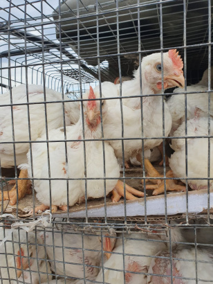 Куры Бройлер КОББ 500 в Татарстане. Куры Муслюмово.