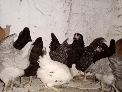 Куры доминант оптом Татарстан