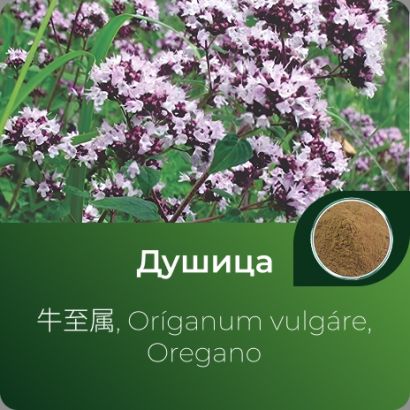 Душицы экстракт сухой