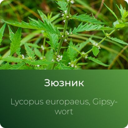 Зюзника экстракт сухой
