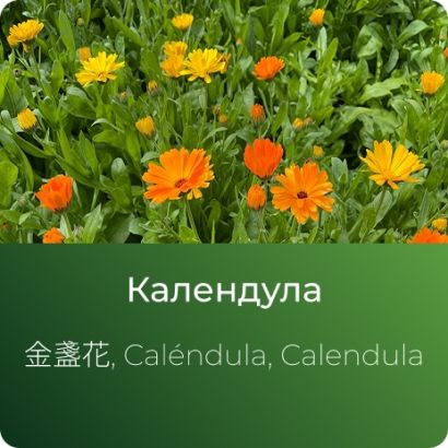 Календулы экстракт сухой