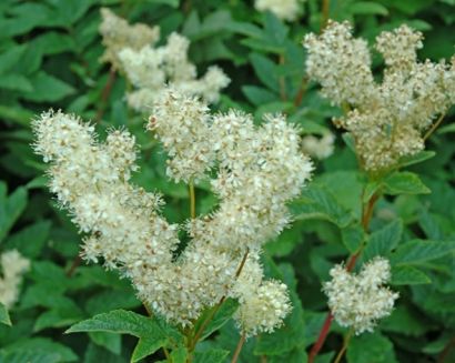 Лабазника экстракт сухой