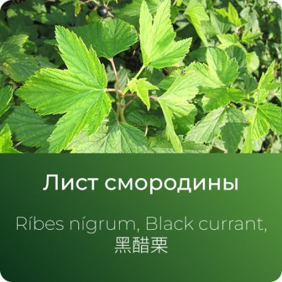 Смородины экстракт сухой