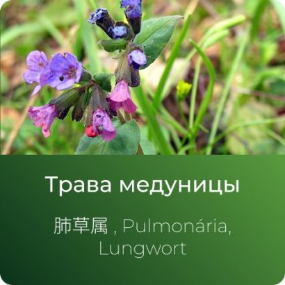 Медуницы экстракт сухой