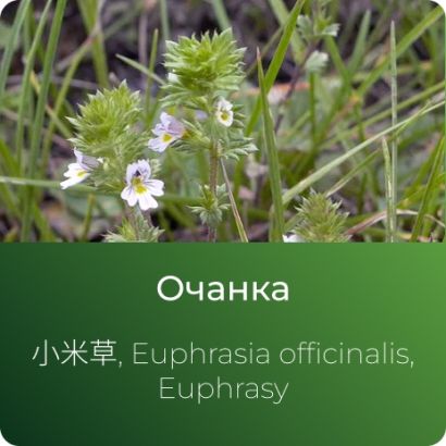 Очанки экстракт сухой