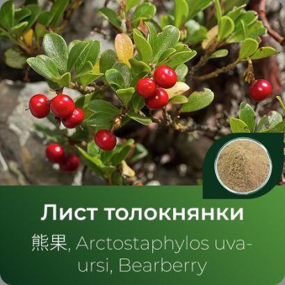 Толокнянки экстракт сухой