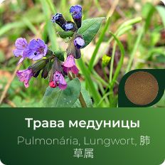Медуницы экстракт сухой