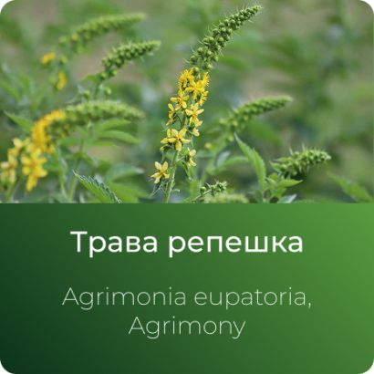 Репешка экстракт сухой