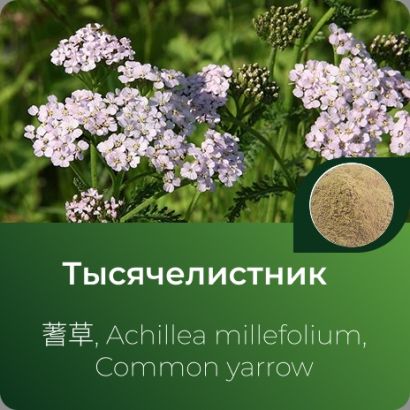 Тысячелистника экстракт сухой