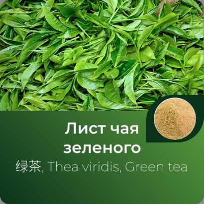 Чая зеленого экстракт сухой