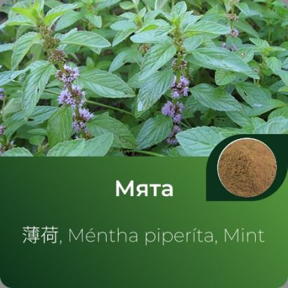 Мяты экстракт сухой