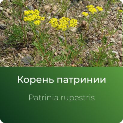  Патринии экстракт сухой