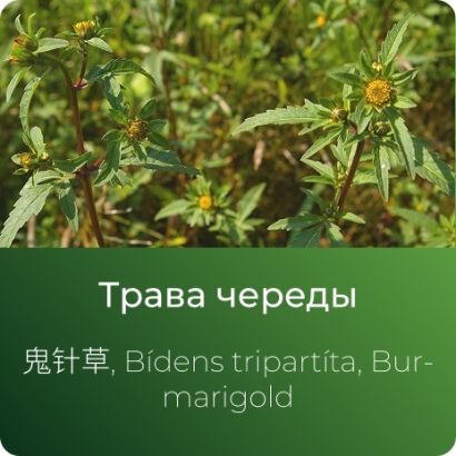 Череды экстракт сухой