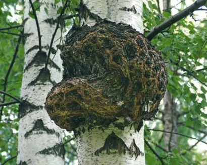 Чаги экстракт сухой