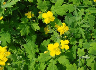  Чистотела экстракт сухой