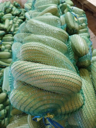 Кабачок свежий (для переработки)