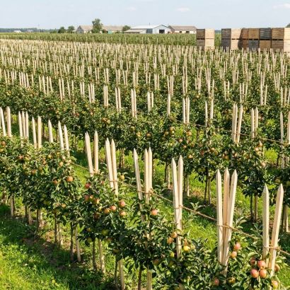 Колышки из дерева для геодезии и подвязки растений