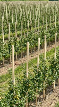 Колышки из дерева для геодезии и подвязки растений