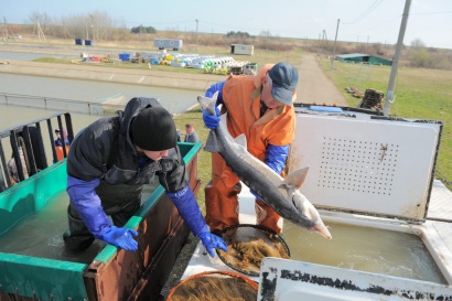 Изотермический контейнер для перевозки живой рыбы