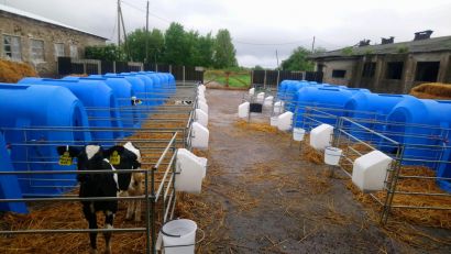 Домики для телят