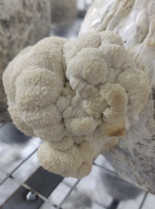 Ежовик гребенчатый. Плодовые тела. Мицелий