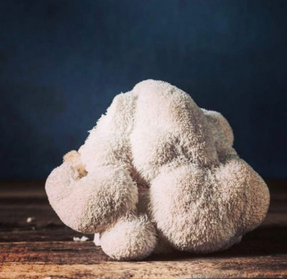 Ежовик гребенчатый. Плодовые тела. Мицелий