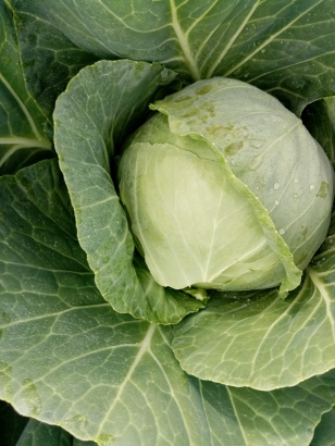 Капуста белокочанная