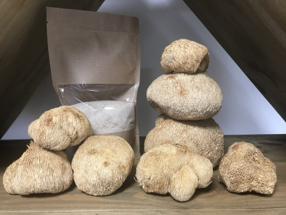 Ежовик гребенчатый. Плодовые тела. Мицелий