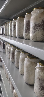 Ежовик гребенчатый. Плодовые тела. Мицелий