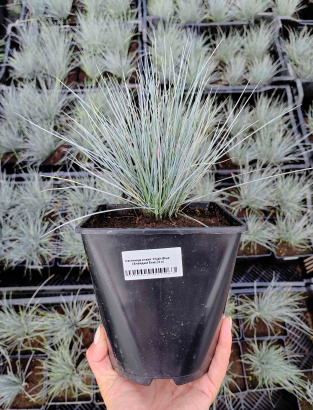 Злаковые травы оптом