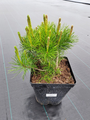 Сосна горная Mugo