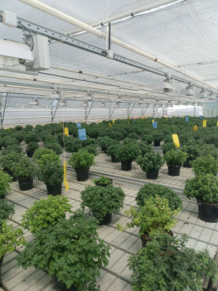 Фермерская теплица 480кв.м