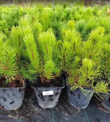 Сосна горная Pumilio